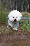 BICHON FRISE 402